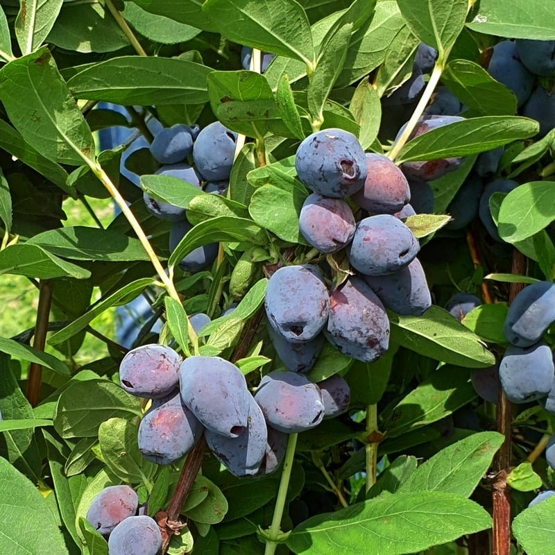 Mézbogyó "Blue Treasure"