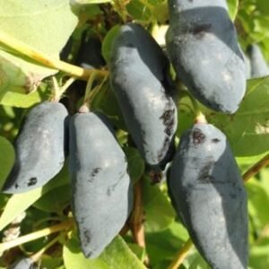 Mézbogyó 'Blue Banana'