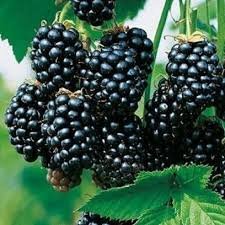 Black Satin Szeder Előnevelt (2 Éves)