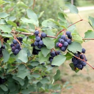 Amela Mézalmácska